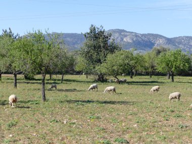 Mallorca, Balear Adaları, İspanya 'nın kırsal ve huzurlu kırsal kesimi: koyunlar, zeytin ağaçları ve Tramuntana dağları