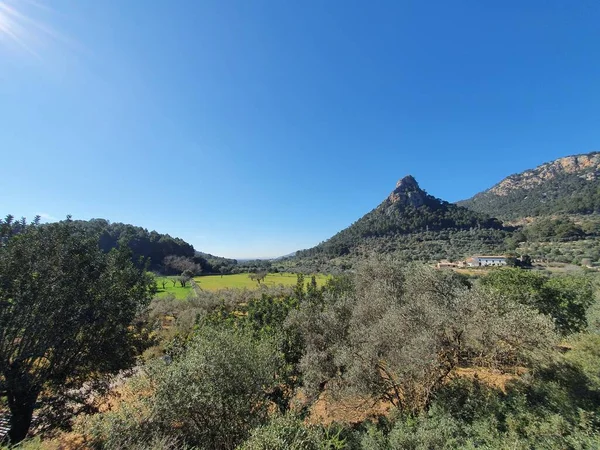 Olijfgaarden Bergen Van Serra Tramuntana Mallorca Balearen Spanje — Stockfoto