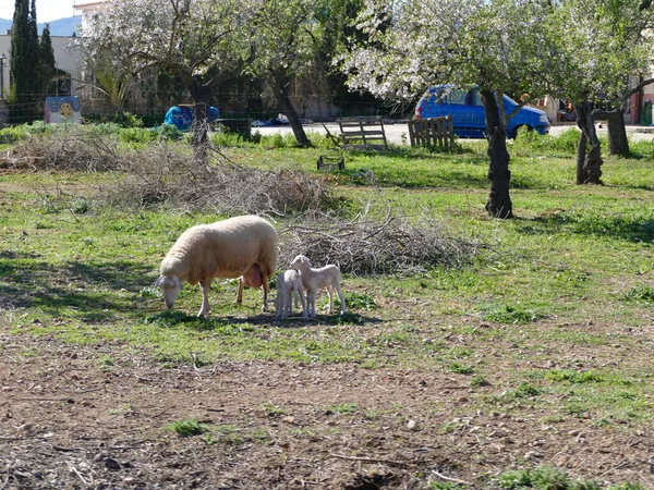 Rural Peaceful Countryside Mallorca Balearic Islands Spain Sheep Lambs — Stock Photo, Image