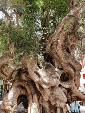 Yüzlerce yıllık Gnarled zeytin ağacı Placa Cort 'ta Palma, Mallorca, Balearic Adaları belediye binasının önünde.
