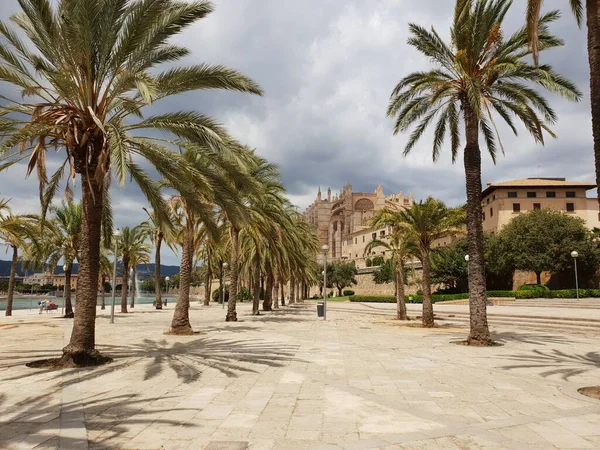 Parc Mar Frente Catedral Seu Palma Mallorca Islas Baleares España —  Fotos de Stock