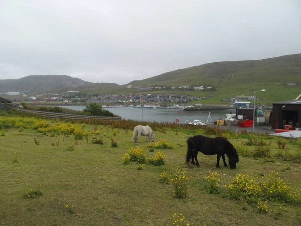 英国苏格兰设得兰群岛斯卡洛韦附近草地上的和平草原小马 — 图库照片