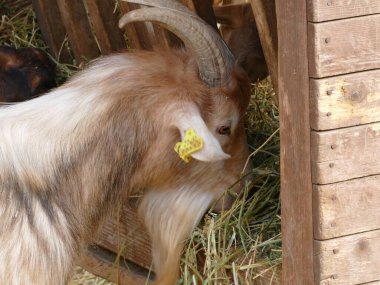 Hungry goat at a feed rack
