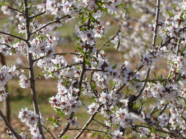 Каждый Год Заново Всегда Красиво Знаменитый Миндаль Цветет Весной Майорке — стоковое фото