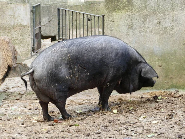 Iberian Pig Breed Exists Only Some Parts Spain Portugal — стоковое фото