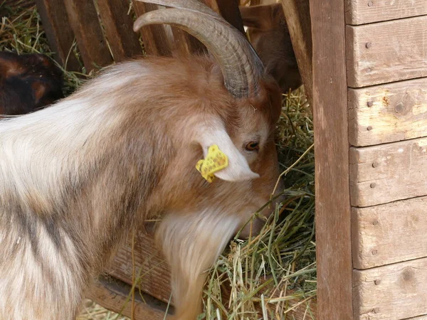 Hungry Goat Feed Rack — Fotografia de Stock