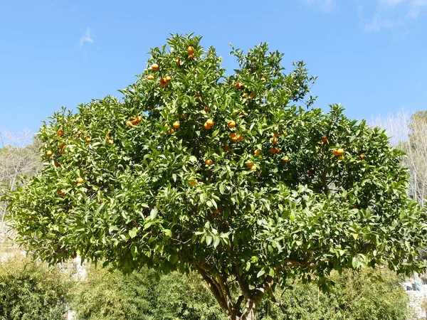 Mandarin Tree Southern Europe — Stock Photo, Image