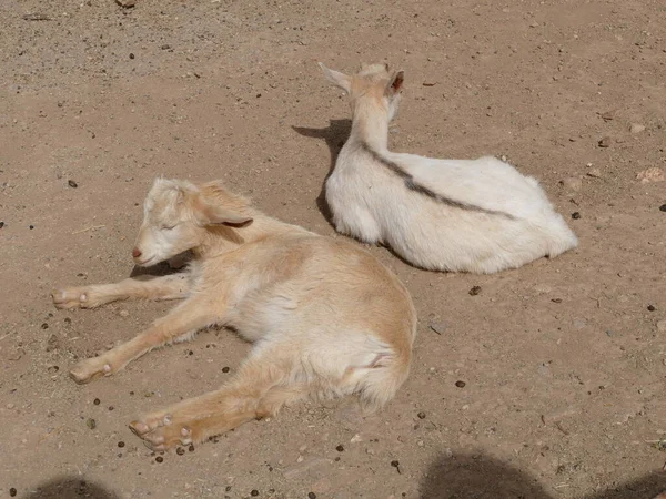 Cabras Jovens Sonolentas Sol — Fotografia de Stock