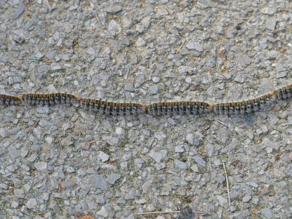 Prozessionsraupen Sehen Flauschig Aus Aber Einige Von Ihnen Können Bei — Stockfoto