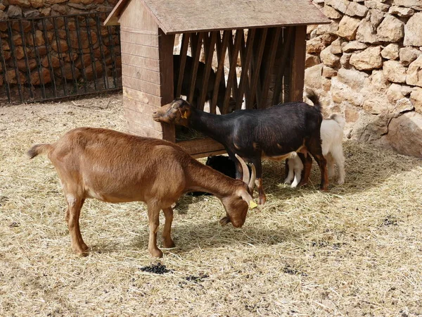 Cabras Uma Prateleira Alimentação — Fotografia de Stock