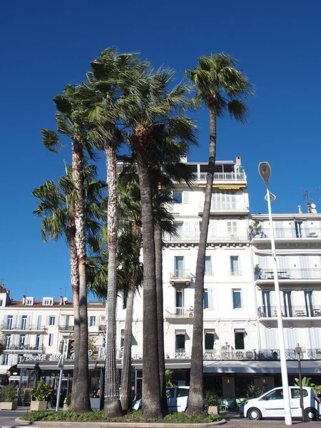 Palmeras Altas Una Isla Tráfico Boulevard Croisette Cannes Francia —  Fotos de Stock