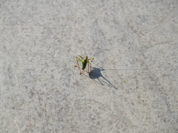 Small Grashopper Its Large Shadow — Φωτογραφία Αρχείου