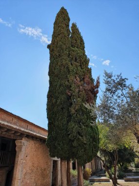 LLuc Sığınağı, Mallorca, Balear Adaları, İspanya topraklarında ince selvi ağaçları