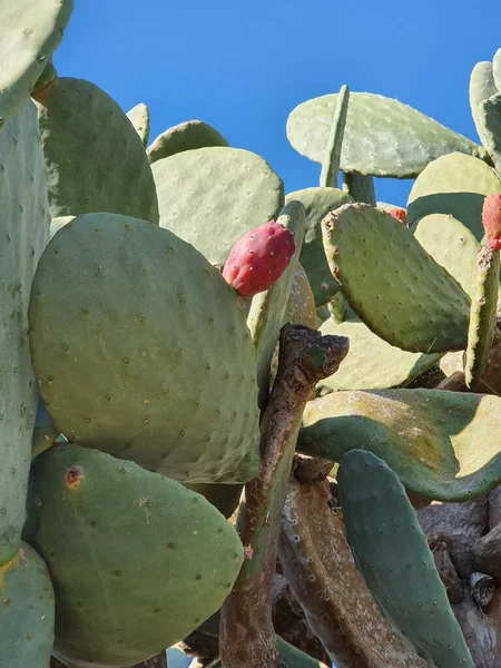 Los Higos Cactus Son Deliciosos Pero Espinosos — Foto de Stock