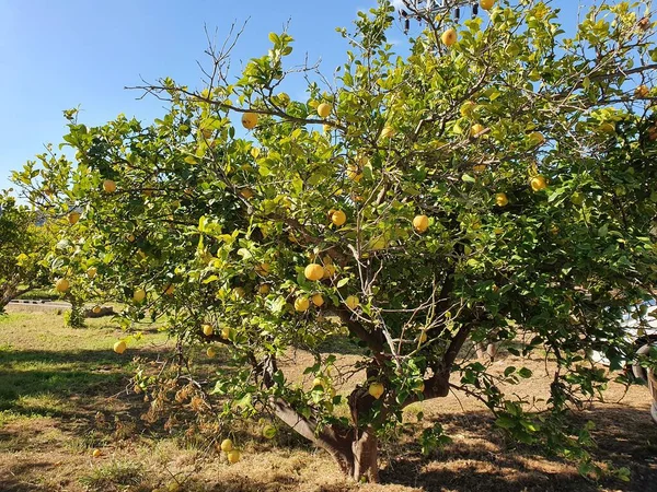 Незрелые Спелые Лимоны Дереве — стоковое фото