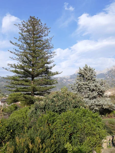 Bossen Pijnbomen Soller Mallorca Balearen Spanje — Stockfoto