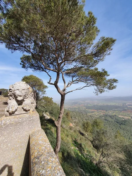 Beeldhouwkunst Van Een Leeuw Dennenboom Puig Berg San Salvador Mallorca — Stockfoto