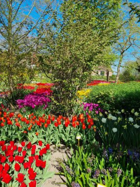 Hollanda 'nın Kuzey Hollanda eyaletinin Anna Paulowna kentindeki Poldertuin (Polder Garden) açıklarında bahar mevsiminde bir çiçek denizi