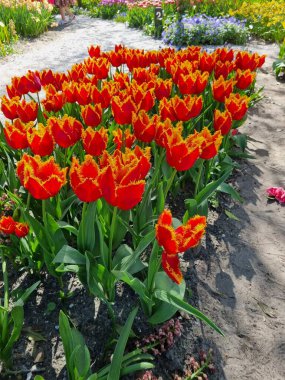 Hollanda, Kuzey Hollanda 'daki Anna Paulowna' daki serbestçe ulaşılabilir Poldertuin (Polder Garden), her bahar binlerce ziyaretçiyi cezbeder.
