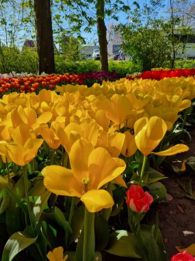 Kuzey Hollanda, Anna Paulowna 'daki serbestçe ulaşılabilir Poldertuin (Polder Garden), her bahar binlerce ziyaretçiyi çeker.