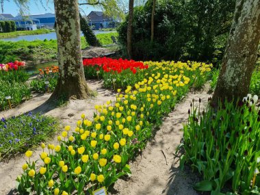Hollanda, Kuzey Hollanda 'daki Anna Paulowna' nın Poldertuin Bahçesindeki Sarı Lale Yatağı