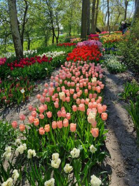 Hollanda 'nın Kuzey Hollanda eyaletinin Anna Paulowna kentindeki Poldertuin (Polder Garden) açıklarında baharda bir çiçek denizi