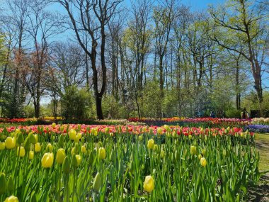 Hollanda 'nın Kuzey Hollanda eyaletinde, Anna Paulowna' daki Poldertuin (Polder Garden) açık alanda bir lale denizi