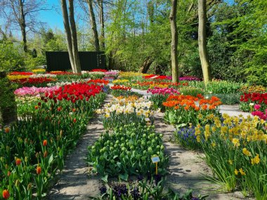 Hollanda 'nın Kuzey Hollanda eyaletinin Anna Paulowna kentindeki Poldertuin (Polder Garden) açıklarında bahar mevsiminde bir çiçek denizi