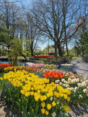 Hollanda, Kuzey Hollanda 'da, Anna Paulowna' da bulunan Poldertuin (Polder Garden) açık havada çiçek açan bir deniz.