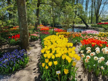 Kuzey Hollanda, Hollanda 'da, Anna Paulowna' da bulunan Poldertuin (Polder Garden) açık havada çiçek açan bir deniz.