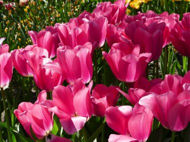 Kuzey Hollanda, Anna Paulowna 'daki serbestçe ulaşılabilir Poldertuin (Polder Garden), her bahar binlerce ziyaretçiyi çeker.