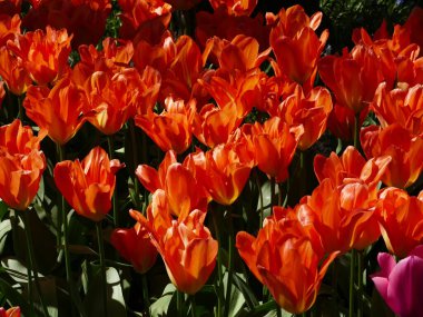 Hollanda, Anna Paulowna 'daki Poldertuin (Polder Garden), her bahar binlerce ziyaretçiyi cezbeder.