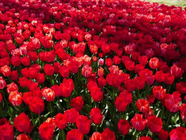 Hollanda, Kuzey Hollanda, Anna Paulowna 'daki serbestçe ulaşılabilir Poldertuin (Polder Garden), her bahar binlerce ziyaretçiyi çeker.