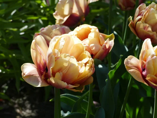 Nahaufnahme Orangefarbener Tulpen Mit Sichtbarem Blütenstand Frei Zugänglichen Polder Tuin — Stockfoto