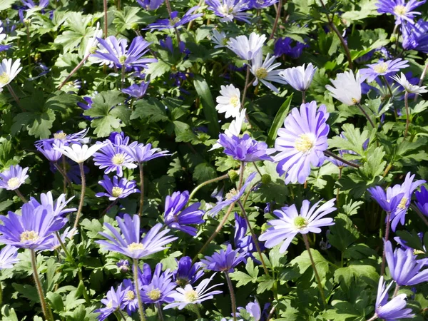Blütenteppich Blauer Anmonas Poldertuin Poldergarten Anna Paulowna Niederlande — Stockfoto