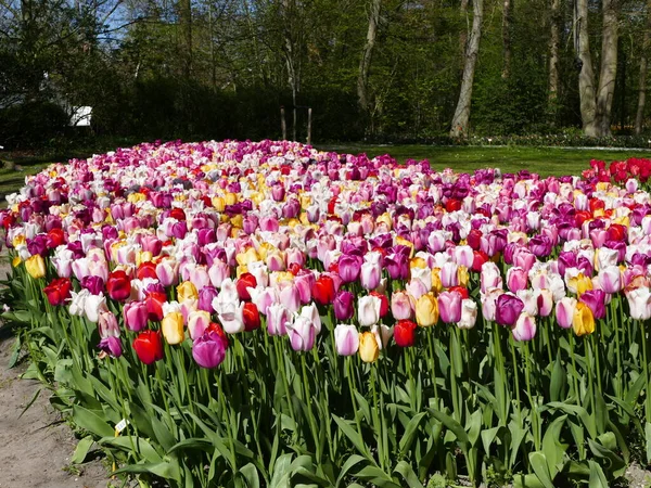 毎年春になるとオランダの北オランダにあるアンナ ポルトリンナの自由にアクセスできるポルトリンゲン庭園は 何千人もの観光客を魅了しています ここの写真では あらゆる種類の色の美しいチューリップの群れ — ストック写真