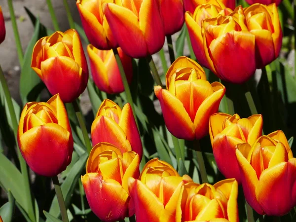 Closeup Orange Tulips Closed Blossoms Freely Accessible Polder Tuin Polder — Stock Photo, Image