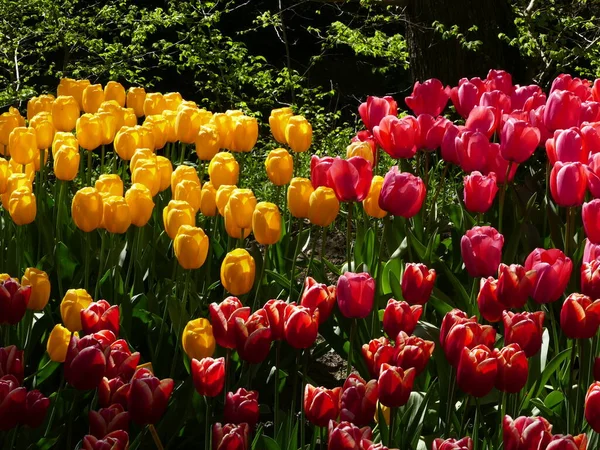 Trauben Von Gelben Hell Und Dunkelroten Tulpen Poldertuin Poldergarten Von — Stockfoto