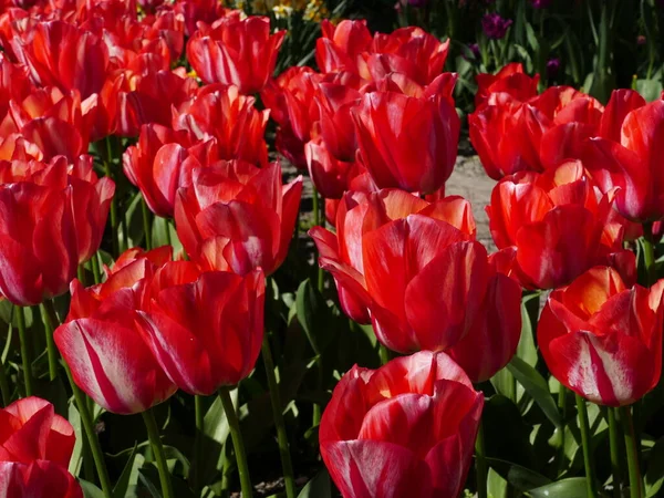 Der Frei Zugängliche Poldertuin Poldergarten Anna Paulowna Nordholland Niederlande Zieht — Stockfoto