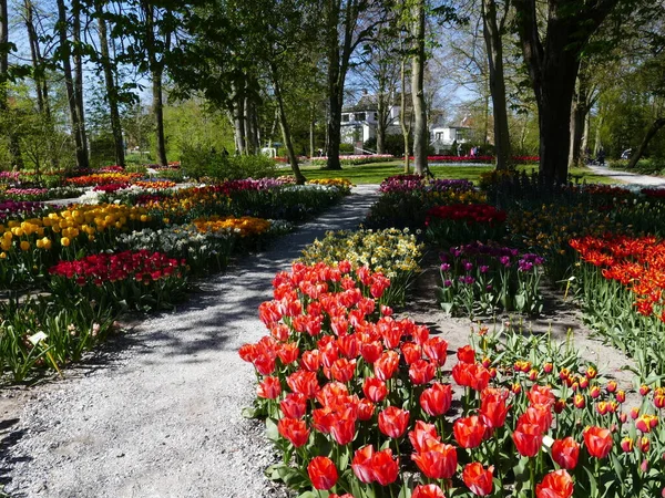 Gräsmatta Genom Ett Hav Blommor Våren Den Öppna Poldertuin Polder — Stockfoto