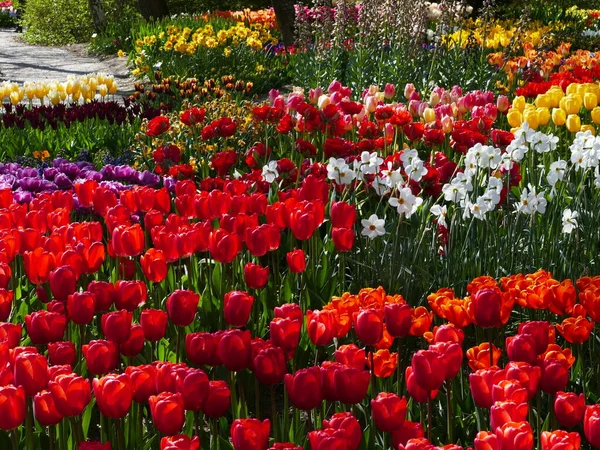 Tulpen Und Narzissen Allen Farben Poldertuin Poldergarten Von Anna Paulowna — Stockfoto