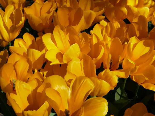 Closeup Yellow Tulips Tulips Freely Accessible Polder Tuin Polder Garden — Stock Photo, Image
