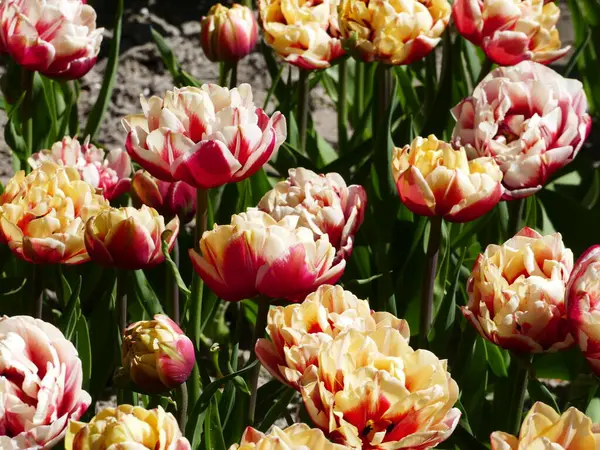 Großaufnahme Von Bunten Tulpen Frei Zugänglichen Polder Tuin Poldergarten Von — Stockfoto