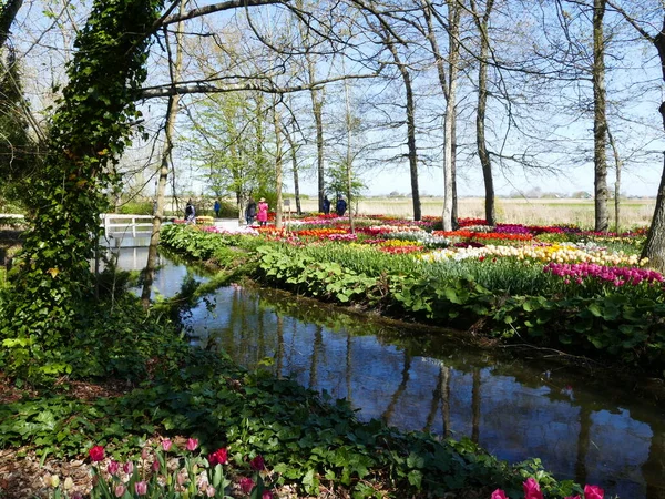 荷兰北部安娜保罗娜的一个开放通道Poldertuin Polder Garden 春天的花海盛开 — 图库照片