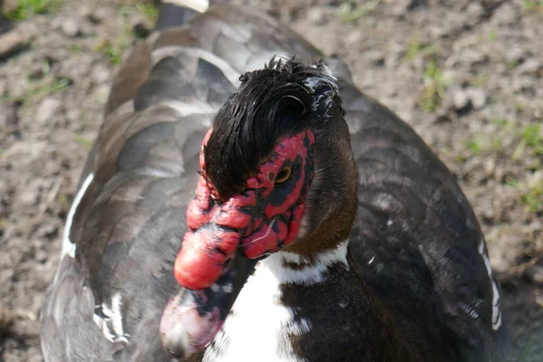 Porträt Einer Großen Warzigen Ente Einer Domestizierten Moschusente — Stockfoto