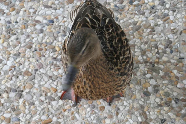 Canard Colvert Femelle Secouant Tête — Photo