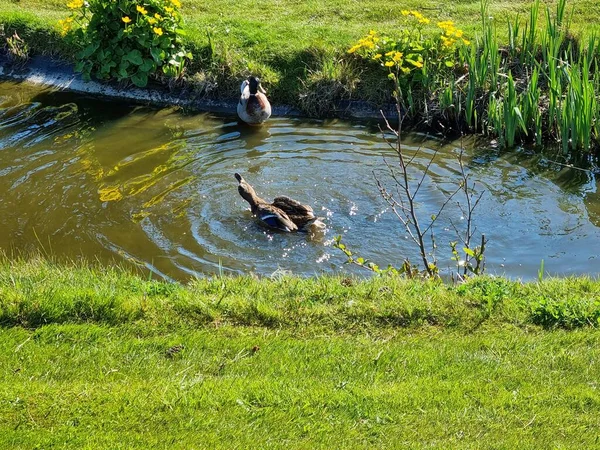 Stockenten Männchen Und Stockenten Teich — Stockfoto