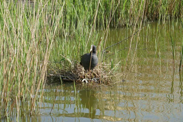 Koet Zijn Nest Het Riet — Stockfoto