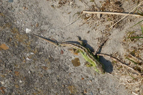 Close Lagarto Areia Bem Camuflado Levado Nas Dunas Holanda Norte — Fotografia de Stock