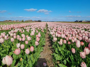 Kuzey Hollanda, Hollanda ve Hollanda 'da ilkbaharda lale tarlaları